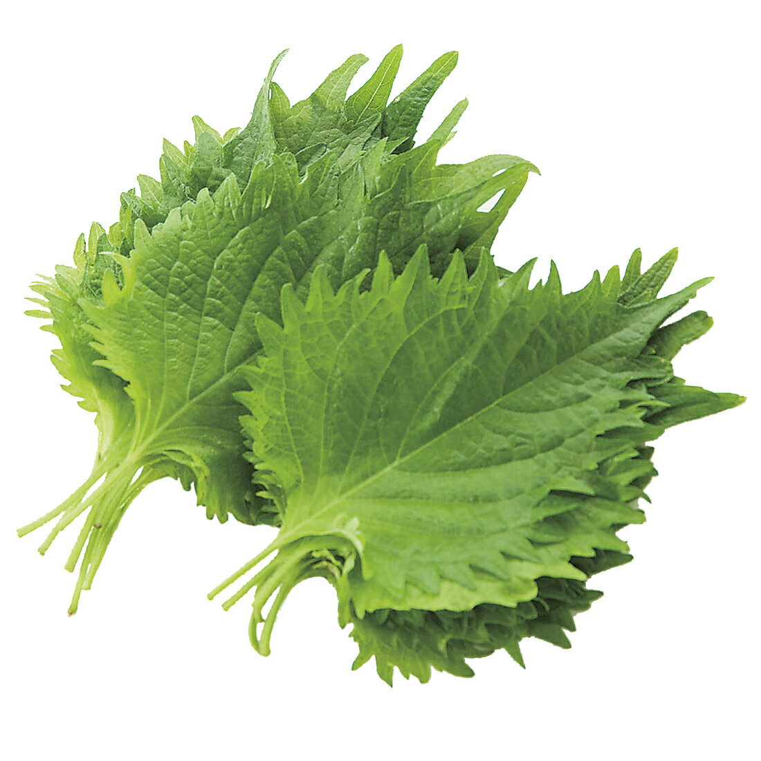 【大葉】 0170275.jpg