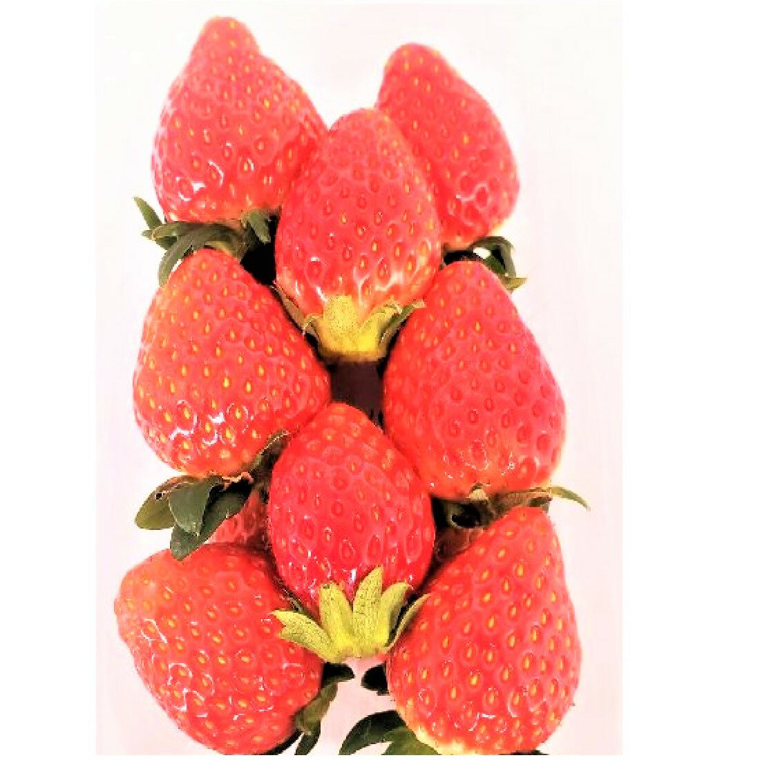 いちご（入荷した品種でお届けします）｜いなげやネットスーパー｜楽天