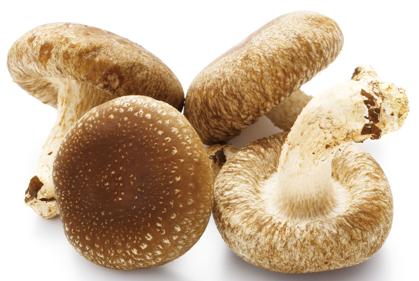 生しいたけ（菌床） 1パック｜大阪屋ショップネットスーパー｜楽天