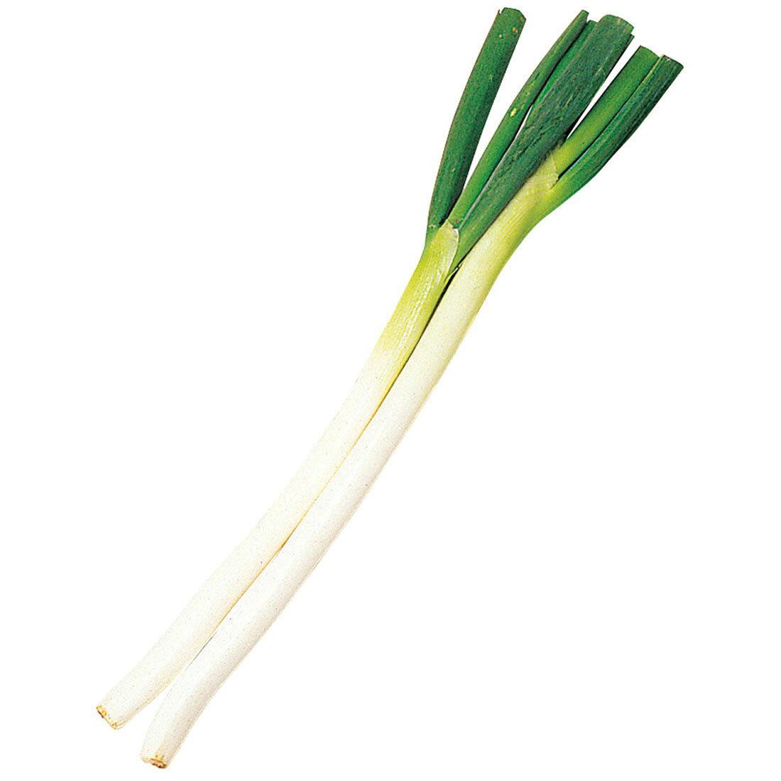香味・薬味野菜 Sc 香味野菜肥料 - 製品情報 - 株式会社 東 商